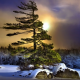winter, night, tree, snow, overcast, nature wallpaper