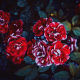 bush, nature, rose, flowers, red roses wallpaper