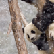 panda, snow, tree, winter, animals, zoo wallpaper