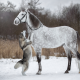 horse, husky, dog, animals, friends, snow, winter wallpaper