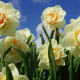 nature, spring, flowers, daffodils wallpaper