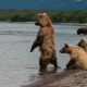 animals, bear, brown bear, lake, kamchatka, kuril lake, russia wallpaper