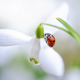 macro, nature, spring, flowers, snowdrop, ladybug wallpaper