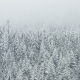 trees, snow, winter, frest, pine wallpaper