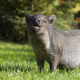 wild boar, grass, happy, wild, pig, animals wallpaper