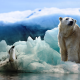 bear, polar bear, penguin, ice, arctic, antarctica, animals wallpaper