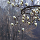 magnolia, flowers, korea, spring, nature wallpaper