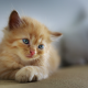 kitten, cat, red kitten, kitty, animals wallpaper