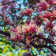 nature, spring, tree, branches, bloom, flowers, magnolia wallpaper