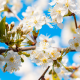 spring, tree, branches, bloom, flowers, nature wallpaper