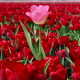 nature, spring, bloom, flowers, tulips wallpaper