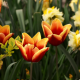 spring, flowers, tulips, daffodils, nature wallpaper