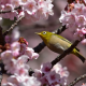 zosterops, nature, spring, bloom, branches, birds, bird, white eye, white-eyed, sakura, typical white-eyes wallpaper