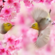 spring, twigs, taiwan, birds, white eyes, sakura, flowers, animals, nature, common nightingale, nightingale wallpaper