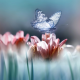 nature, macro, flowers, butterfly, insects, animals wallpaper