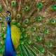 bird, peacock, tail, feathers, animals wallpaper