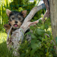 animals, dog, terrier, summer, snag, yorkshire terrier wallpaper