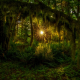 tree, moss, olympic national park, usa, nature wallpaper
