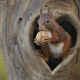 animals, rodent, squirrel, tree, hollow, walnut wallpaper
