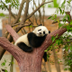animals, cub, panda, branche, dream wallpaper