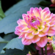 flowers, dahlia, buds, leaves, nature wallpaper