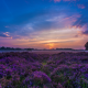 sunset, sky, field, flowers, nature, landscape, lavender wallpaper