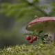 nature, moss, mushroom, berries, cowberry, caterpillar, russula wallpaper