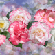 flowers, graphics, camellia, nature wallpaper