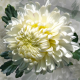 chrysanthemum, graphic arts, flowers, petals wallpaper