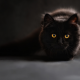 animals, cat, eyes, black cat wallpaper