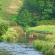deer, stream, yorkshire, england, animals wallpaper