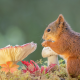 nature, mushroom, animals, rodent, squirrel wallpaper