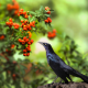 american crow, nature, branches, leaves, berries, bird, animals wallpaper