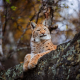 lynx, paws, animals, autumn, tree wallpaper