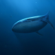 blue whale, whale, underwater, animals, art wallpaper