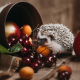 animals, hedgehog, pot, berries, apple, apricot, cherry, food wallpaper
