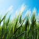 field, wheat, summer, nature wallpaper