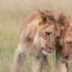 wildlife, africa, lion, lioness, tenderness, predators, animals wallpaper