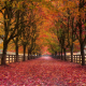 autumn, alley, nature, park, trees, fencing, foliage wallpaper