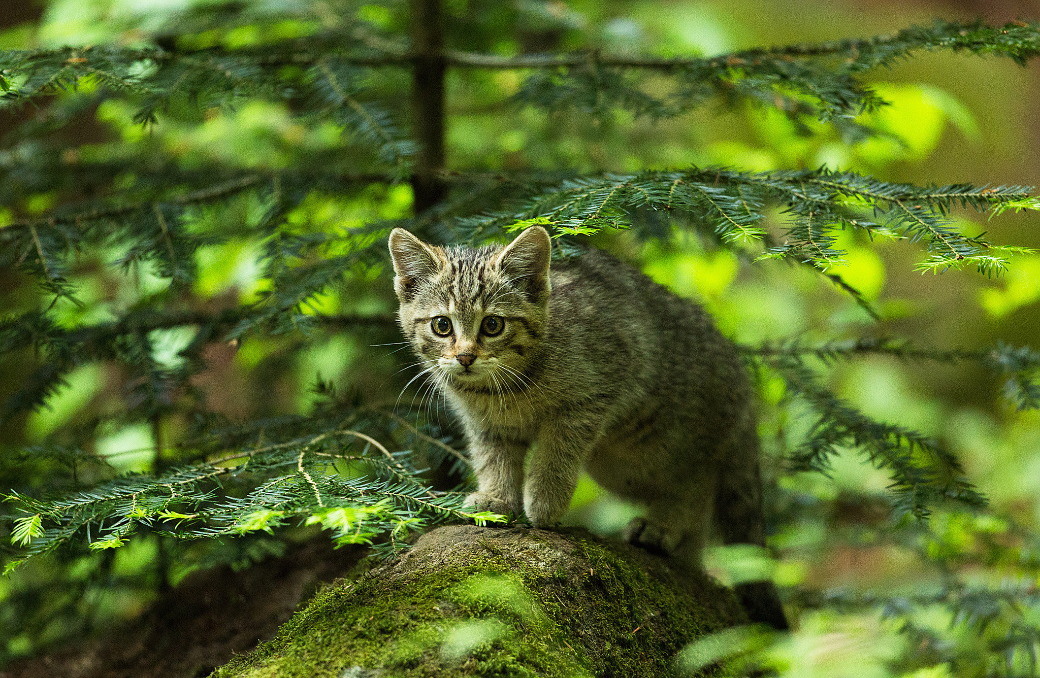 Лесная дикая кошка в экосистеме. Лесной кот Самурский лес. Европейский Лесной кот котенок. Среднеевропейский Лесной кот. Канадская Лесная кошка.