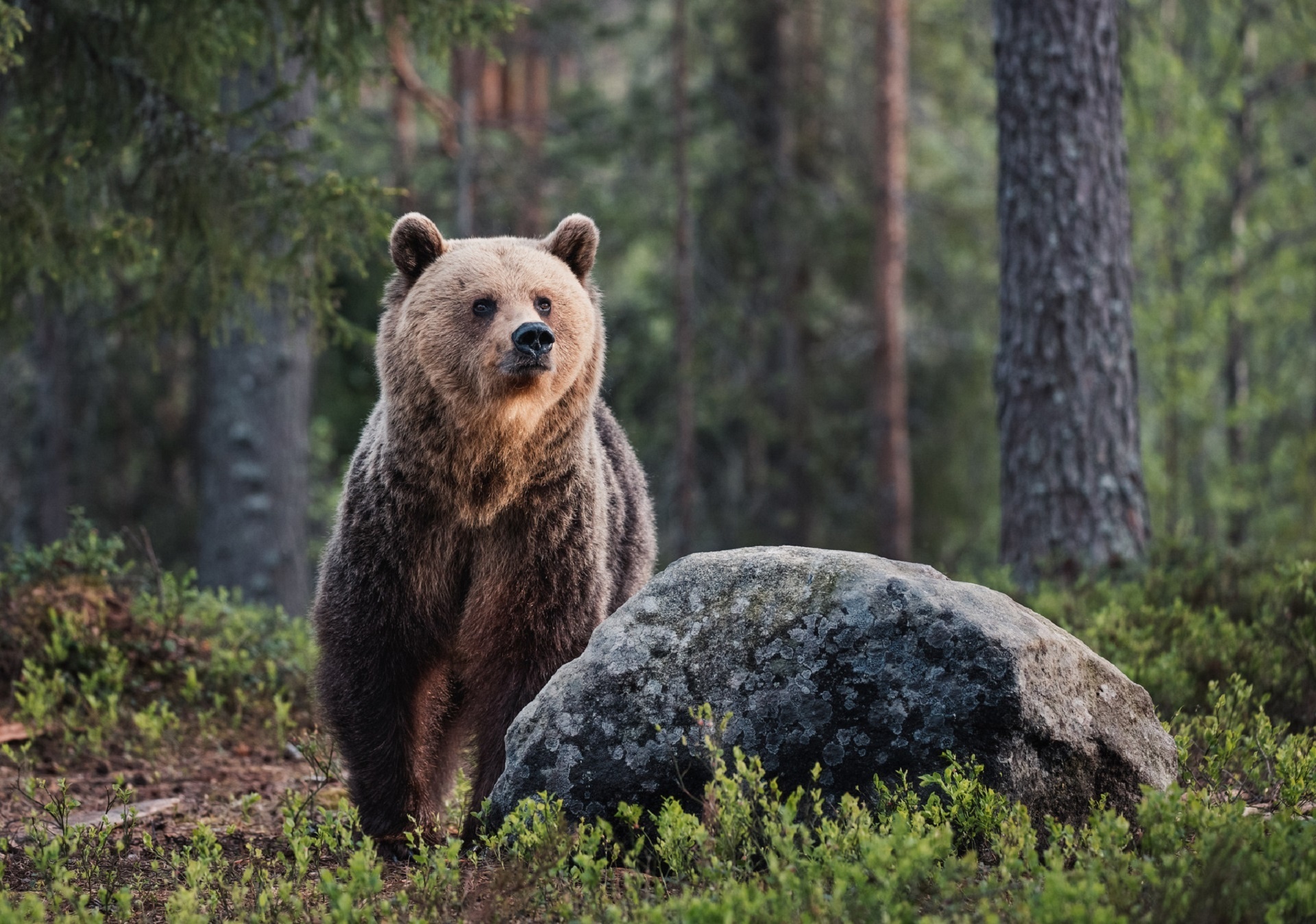 Животное тайги бурый медведь. Сибирский бурый медведь. Бурый медведь в тайге. Бурый медведь Уссурийская Тайга. Бурый медведь хозяин тайги.