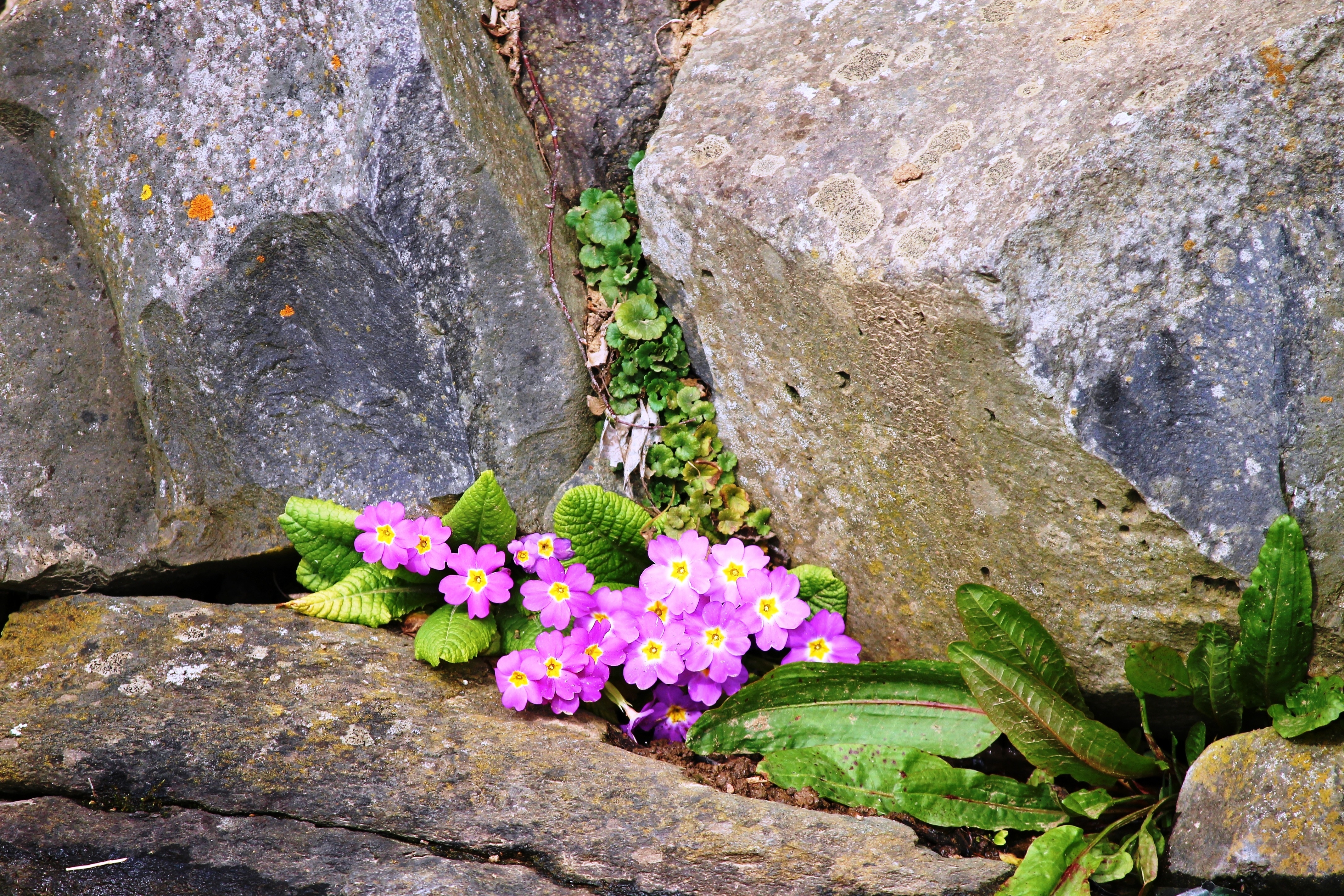 Усеянном гальками. Первоцветы Барвинок. Цветок среди камней. Весенние цветы на скалах. Каменный цветок растение.