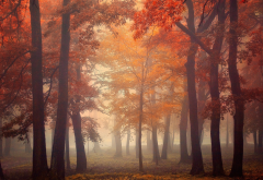 nature, landscape, mist, trees, fall, leaves, red, park, morning, sunrise wallpaper