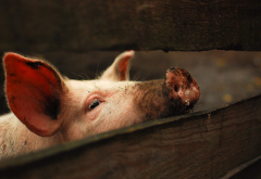 animals, pigs, nose wallpaper