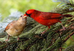 bird, Northern cardinal, redbird, common cardinal wallpaper