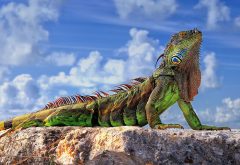 lizards, animals, reptiles, rock, sky, clouds, closeup, colorful, sunlight, iguanas wallpaper