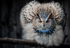 owl, animals, bird, feather wallpaper