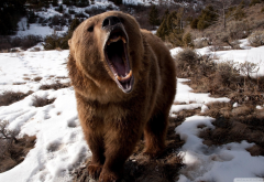 bears, animals, nature, teeth, snow, roar wallpaper