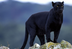 panther, big cats, animals, Black Panther, nature wallpaper