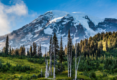 Mount Rainier, Washington, mountains, snowy peak, forest, grass, sunset, nature, landscape wallpaper